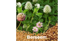 Berseem plant with white and pink flowers and seeds shown for Berseem seed price in Pakistan 